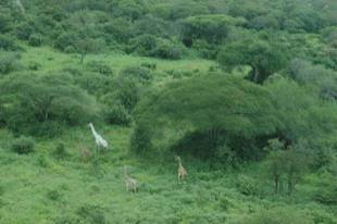 Foto: Charles Foley/Wildlife Conservation Society