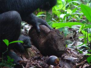 Foto: Max Planck Institute of Evolutionary Anthropology