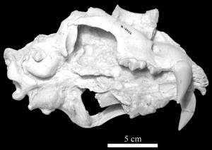 Foto: Revista Espaola de Paleontologa