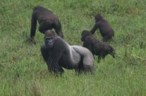 Foto: Thomas Breuer/Wildlife Conservation Society-Max Planck Institute for Evolutionary Anthropology