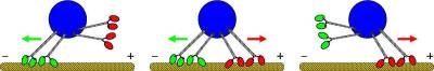 Foto: Melanie Mller / MPI of Colloids and Interfaces