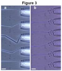 Foto: IOP Publishing