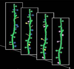 Foto: Xu et al.