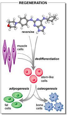 Foto: Scripps Research Institute