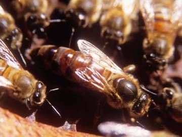 Foto: Woody Welch/Bee Weaver Apiaries Inc.