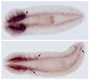 Foto: Francesc Cebria/Chiyoko Kobayashi, RIKEN Center for Developmental Biology, Kobe, Japan