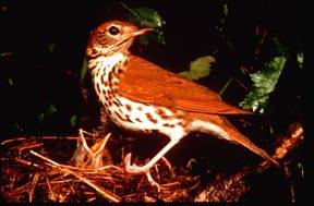 Foto: Mike Hopiak/Cornell Lab of Ornithology Copyright  Cornell University