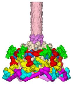 Foto: Purdue University Department of Biology